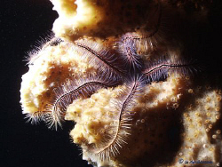This photo of a Brittle Starfish was taken in Roatan duri... by Steven Anderson 